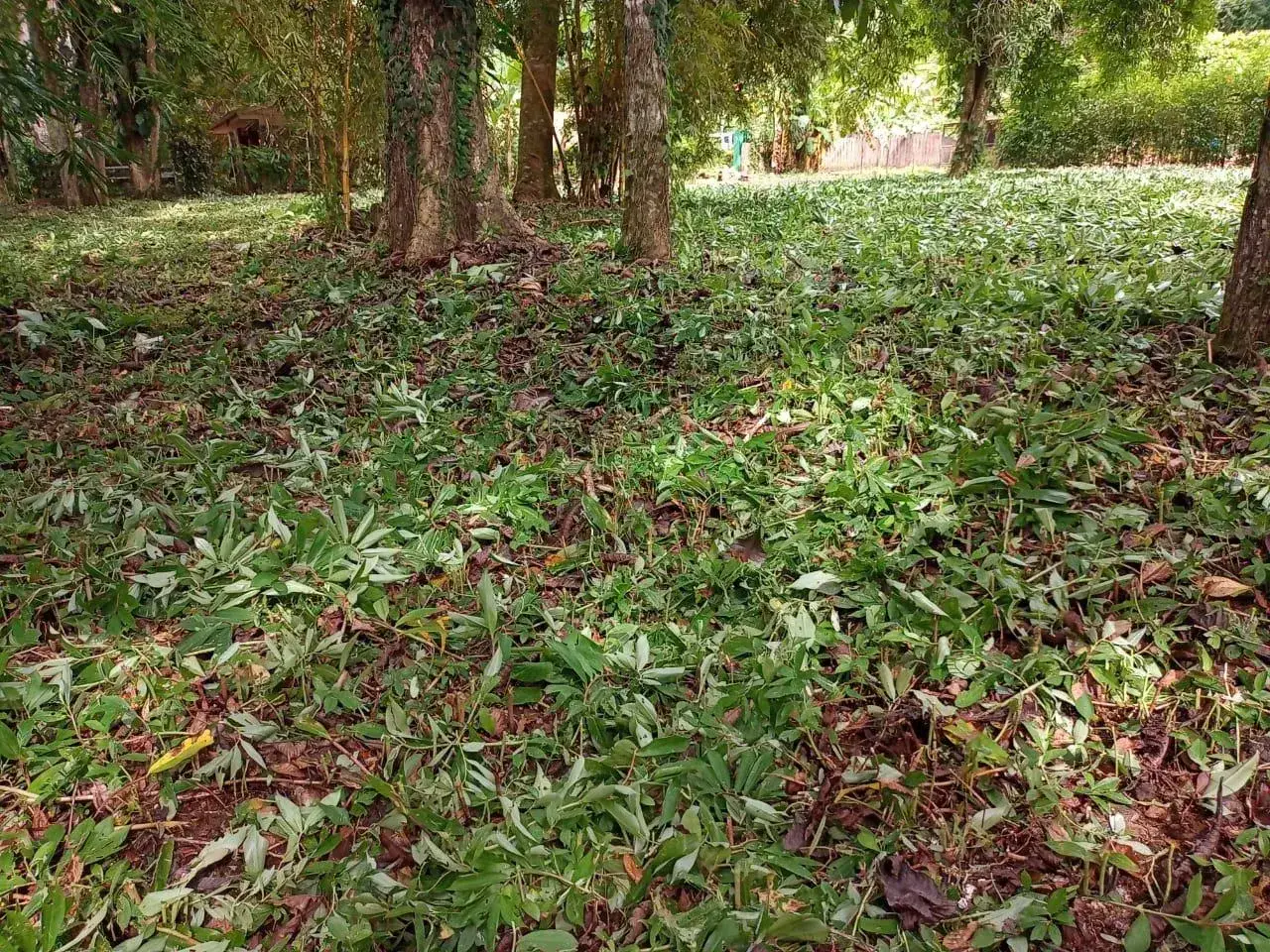 Your Slice of Paradise in Central Pacific Costa Rica! - main