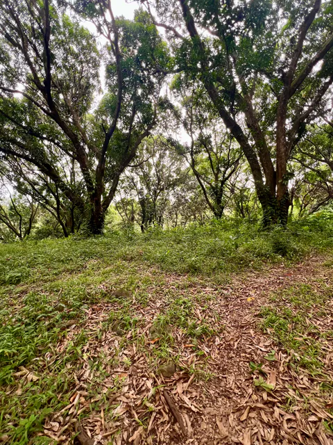 PRODUCTIVE FARM WITH POTABLE WATER — Jesús María, San Mateo, Alajuela