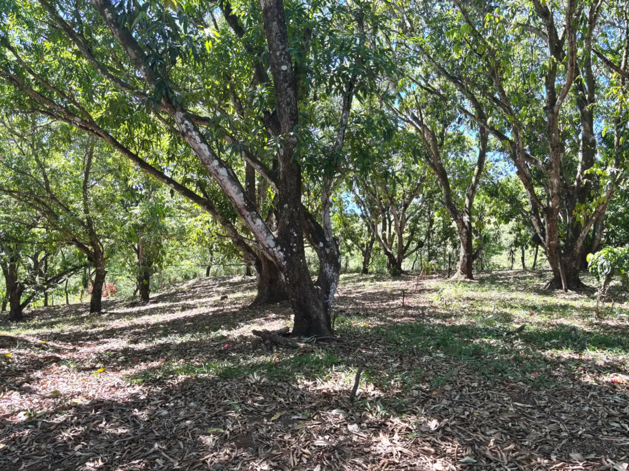 Sale / Very Nice Lot, Coyolar, Orotina, Alajuela - 3