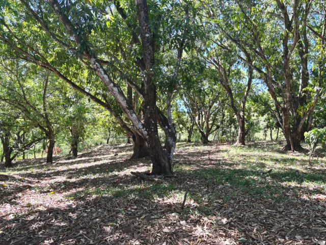 VENTA / Lote en Coyolar, Orotina: 1,312 m² con Frutales y Acceso a Ruta 27