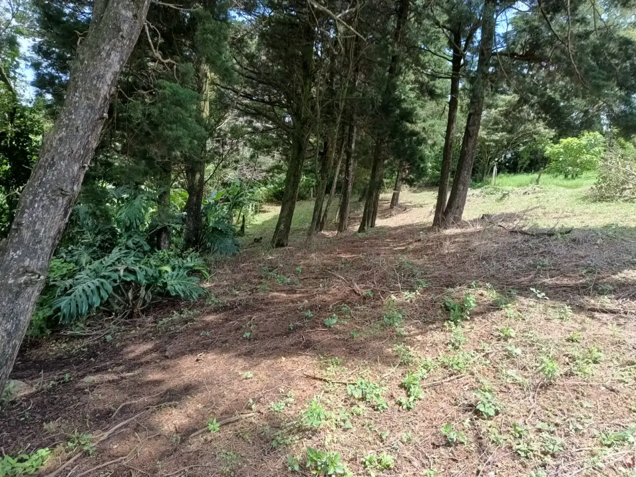 Prime Lot in Santa Elena, Monte Verde - Build Your Dream! - 1