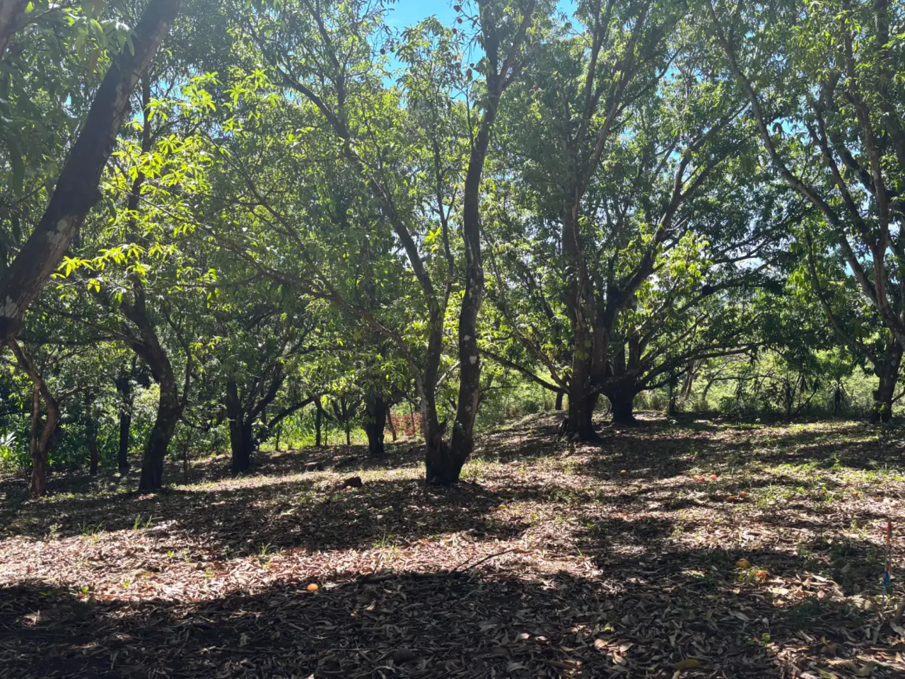 Sale / Very Nice Lot, Coyolar, Orotina, Alajuela - 2