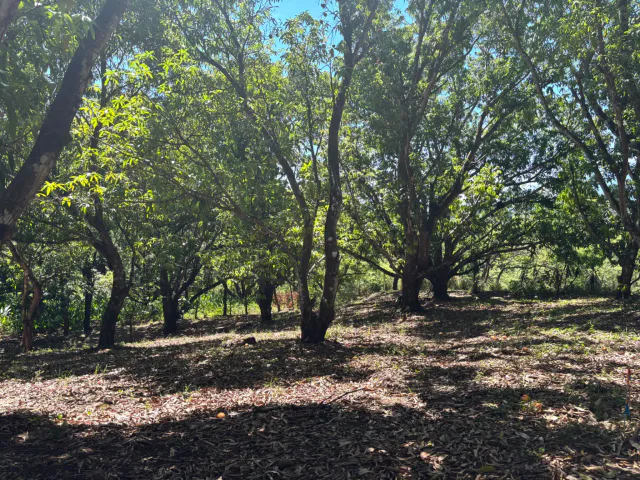 VENTA / Lote en Coyolar, Orotina: 1,312 m² con Frutales y Acceso a Ruta 27