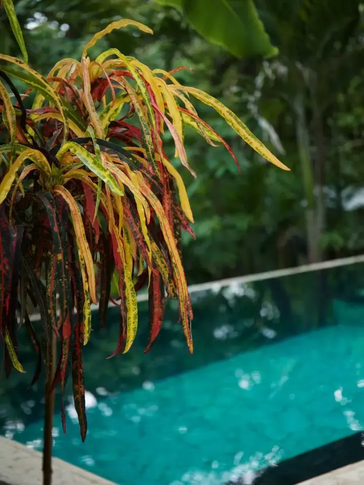 3 Independent Units, Pool & Tropical Gardens steps to the Beach in Mal País and minutes to Santa Teresa - 4