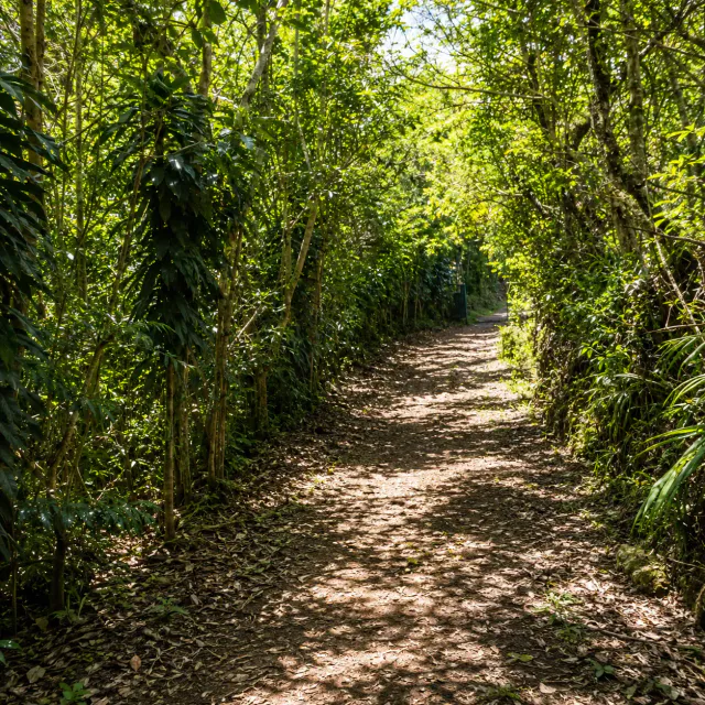 Retiro Privado en la Naturaleza en Heredia | 10,830 m² de Bosque, Clima Fresco de Montaña y Potencial Infinito