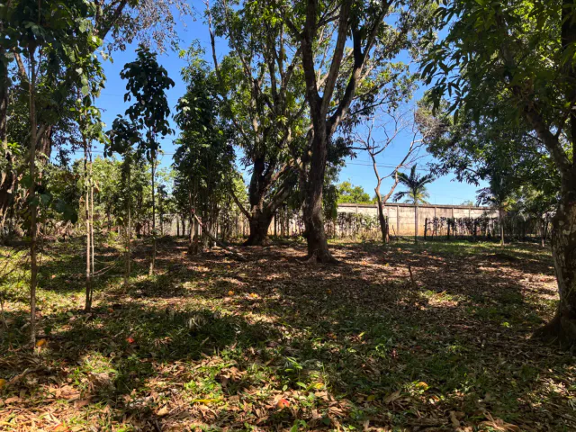 VENTA / Lote en Coyolar, Orotina: 1,312 m² con Frutales y Acceso a Ruta 27