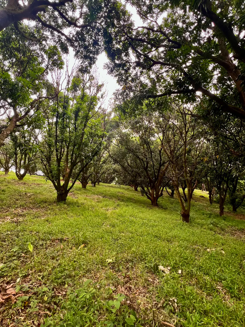 PRODUCTIVE FARM WITH POTABLE WATER — Jesús María, San Mateo, Alajuela - 4