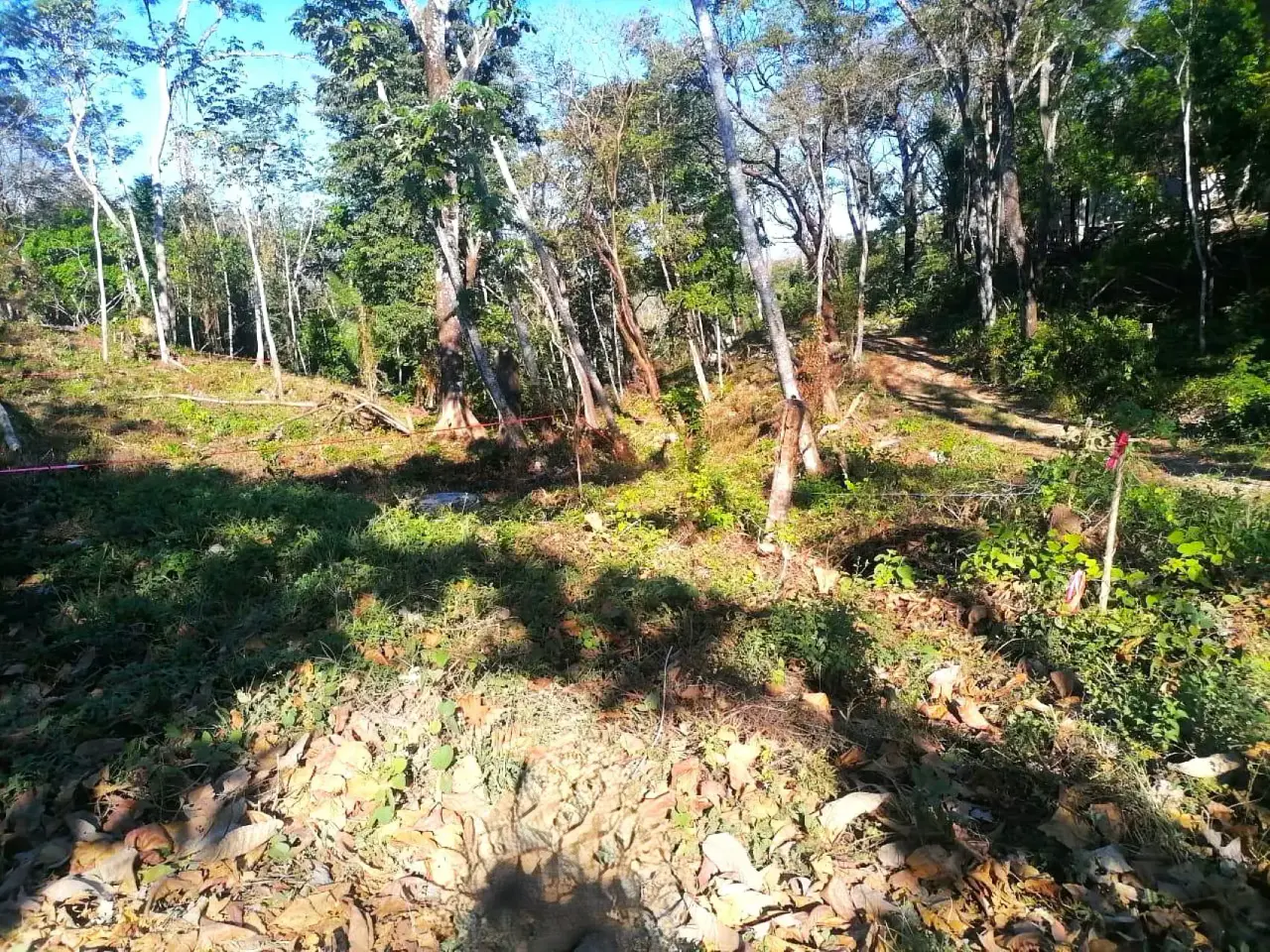 Serene & Buildable Jungle Lot in Santa Teresa – Nature at Your Doorstep - 4