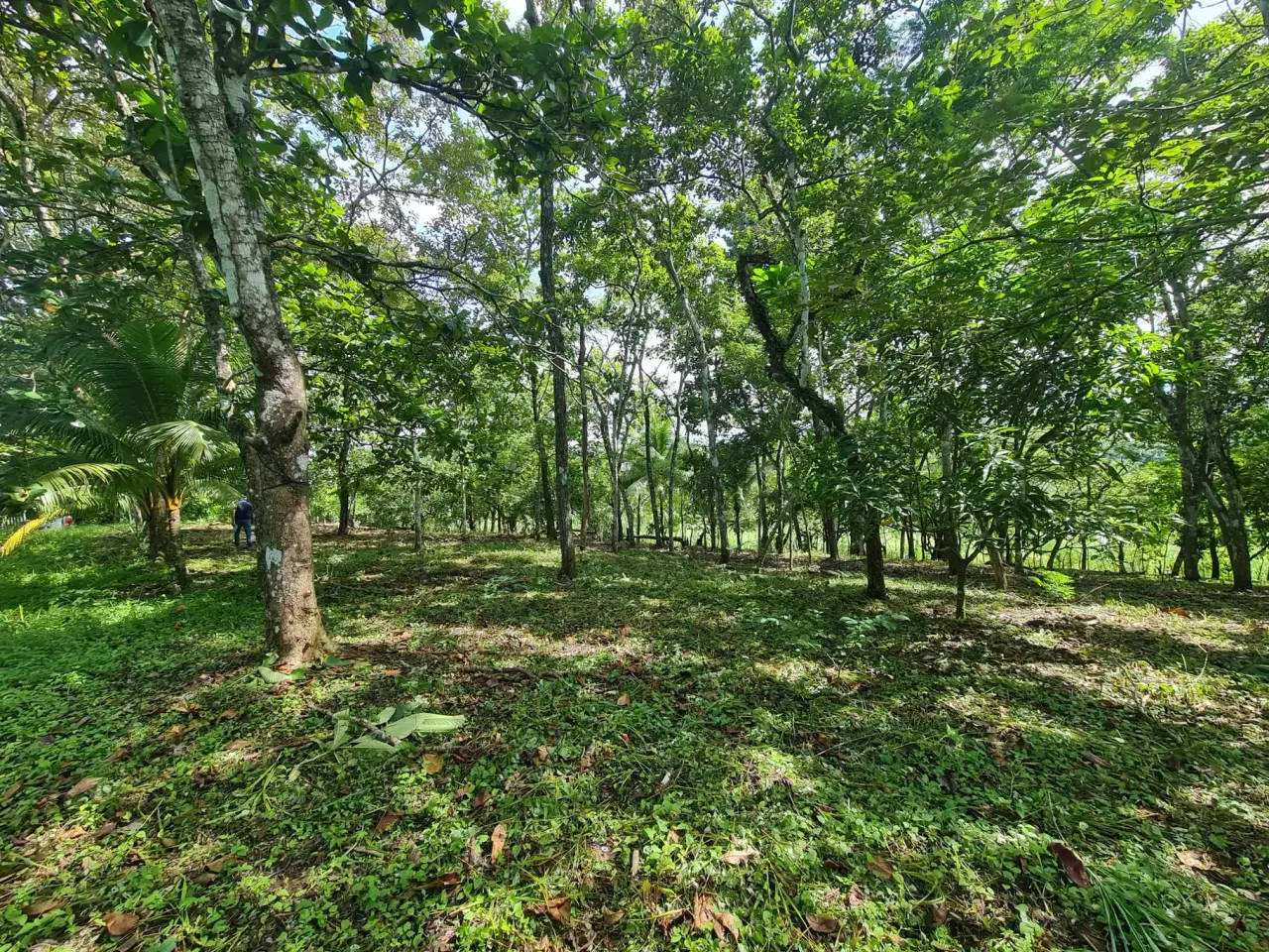 Farm for sale in Orotina - 2