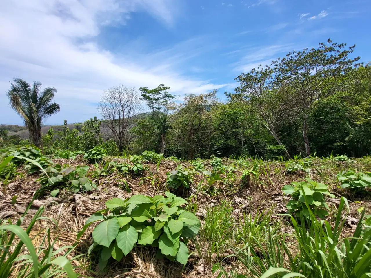 Ocean View Property in Mal Pais - 5