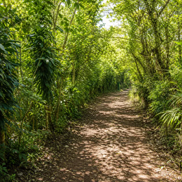 Retiro Privado en la Naturaleza en Heredia | 10,830 m² de Bosque, Clima Fresco de Montaña y Potencial Infinito