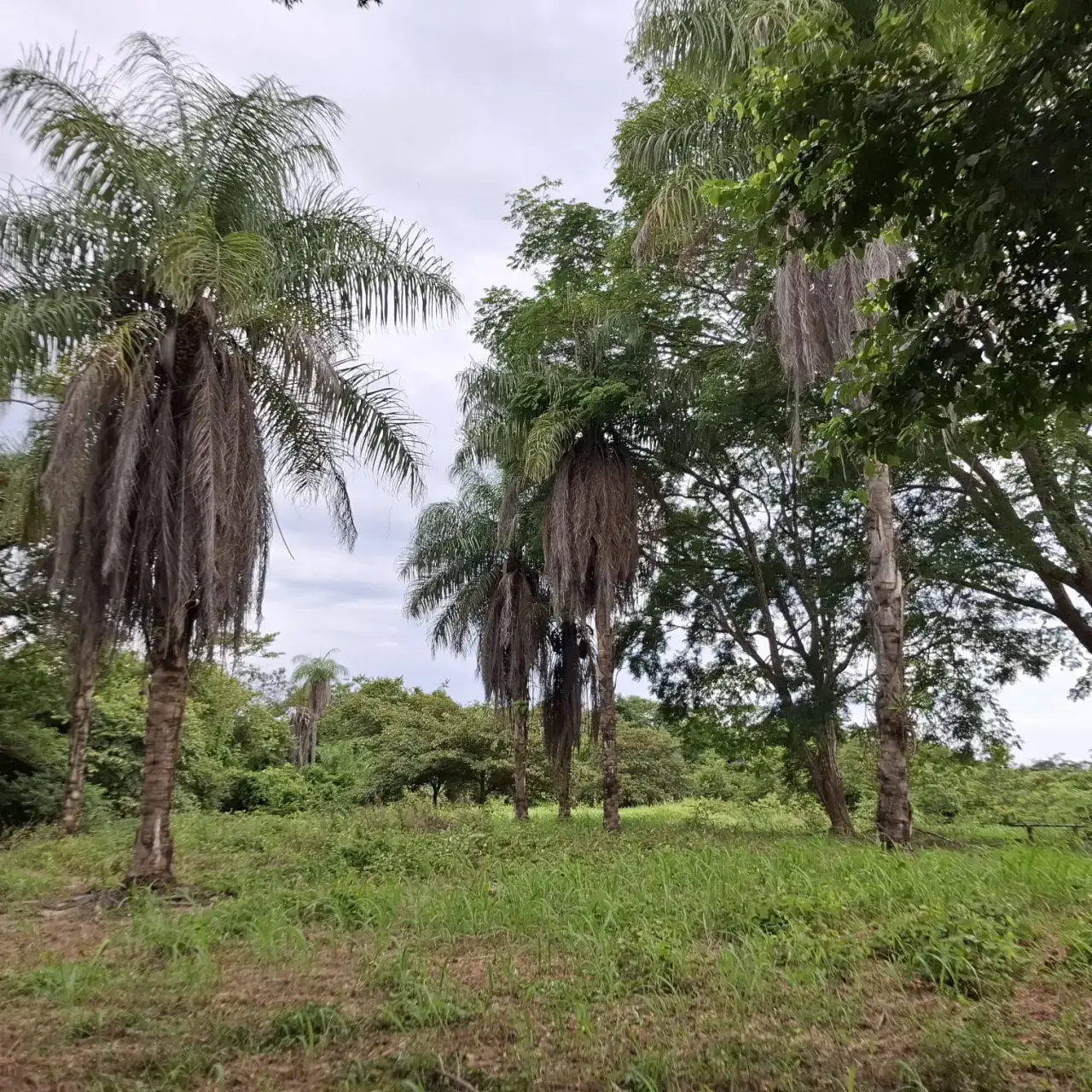 Garabito Land: 4-Acre Lot in Eco Desarrollo Community - 5