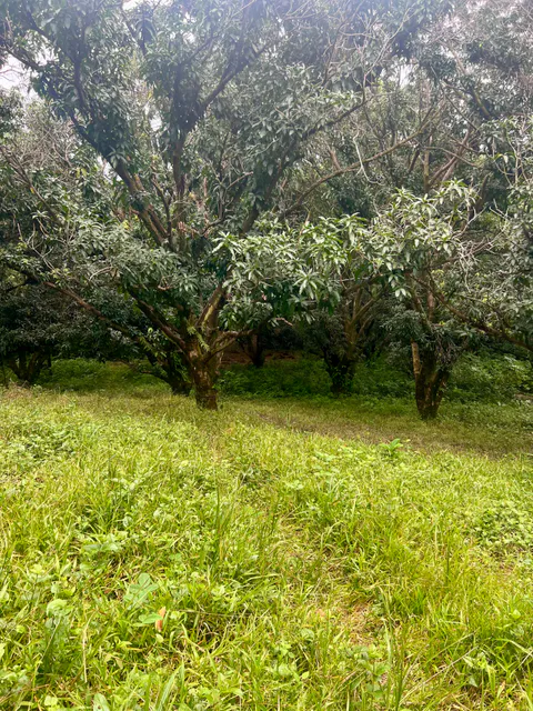 PRODUCTIVE FARM WITH POTABLE WATER — Jesús María, San Mateo, Alajuela