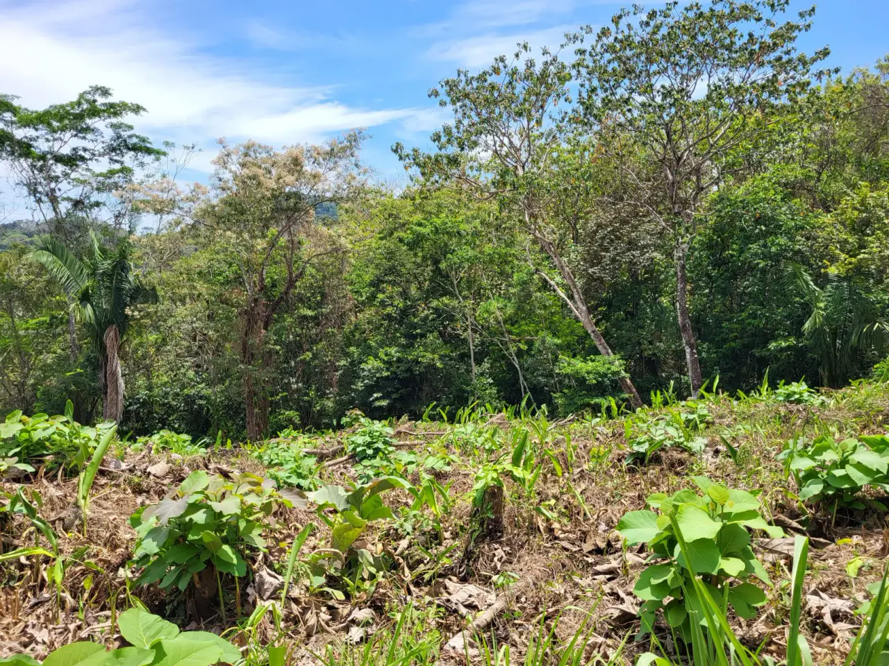 Ocean View Property in Mal Pais - 4