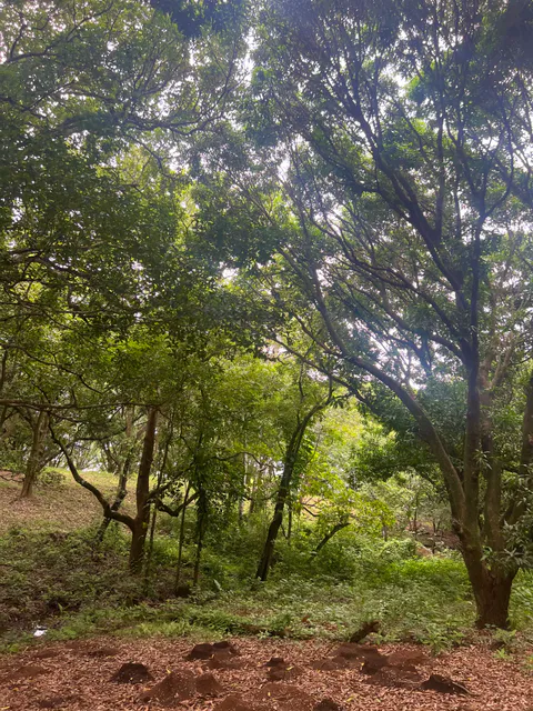 PRODUCTIVE FARM WITH POTABLE WATER — Jesús María, San Mateo, Alajuela
