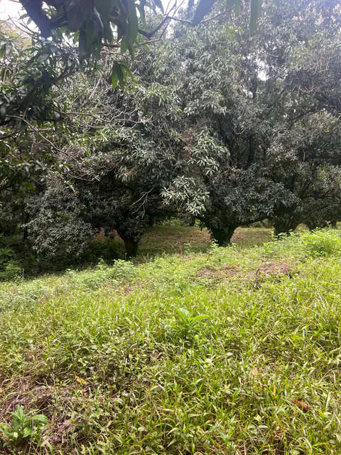 PRODUCTIVE FARM WITH POTABLE WATER — Jesús María, San Mateo, Alajuela