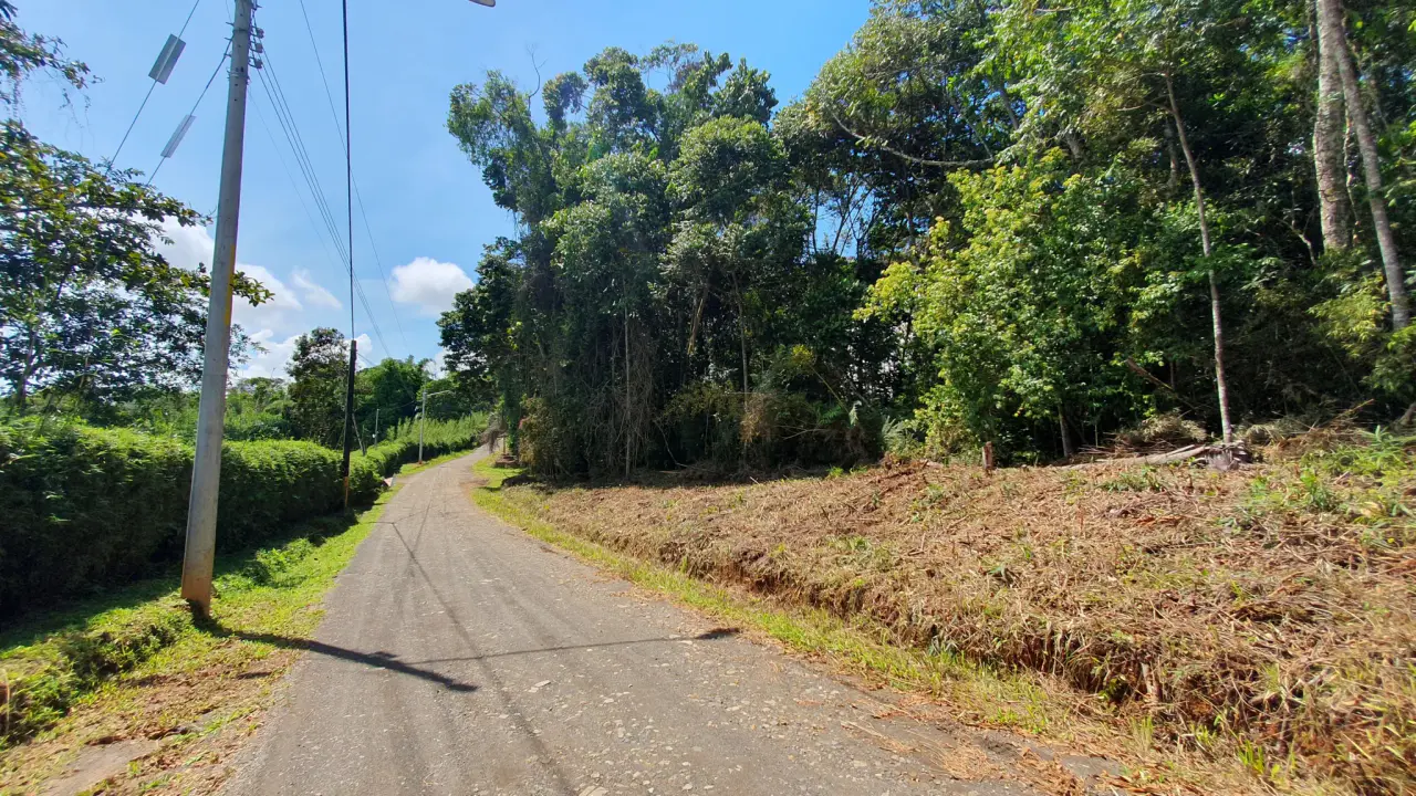 BAMBOO & FOREST PROPERTY IN PEREZ ZELEDON, COSTA RICA - 3