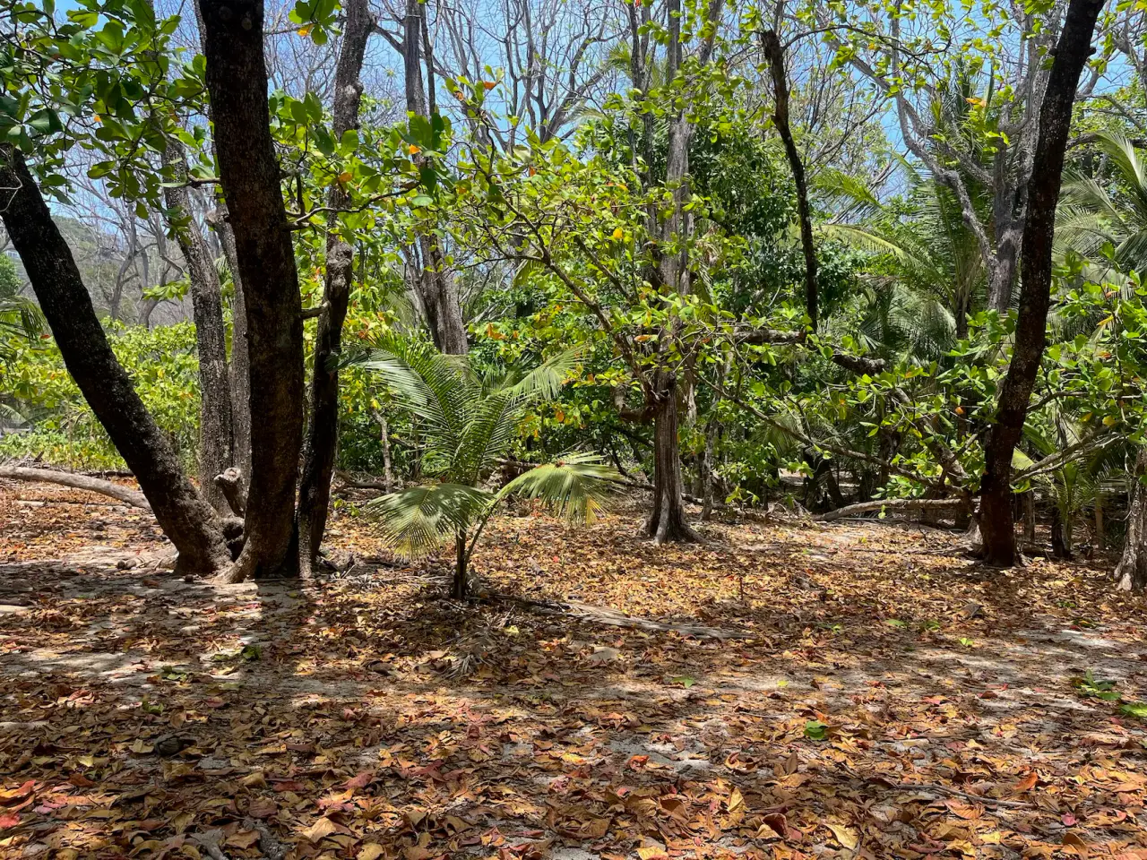 Beachfront Lot in Santa Teresa Ready to Build - Best surf spot in town - 4