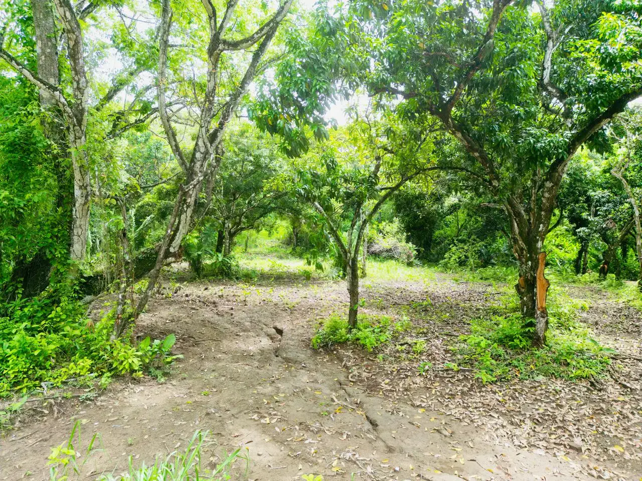Enchanting 9,800 m² Land Surrounded by Jungle and Nature. A Peaceful Retreat Near Santa Teresa, Mal País, and Cabuya - 4