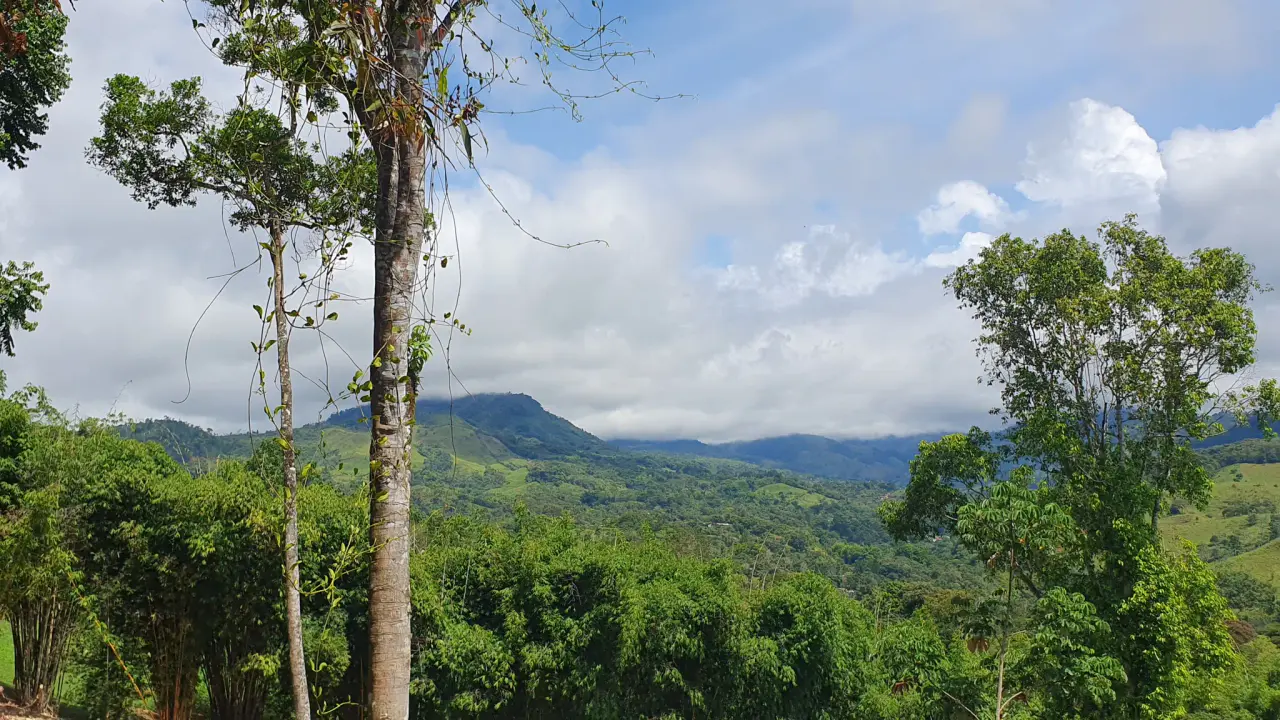 BAMBOO & FOREST PROPERTY IN PEREZ ZELEDON, COSTA RICA - 5