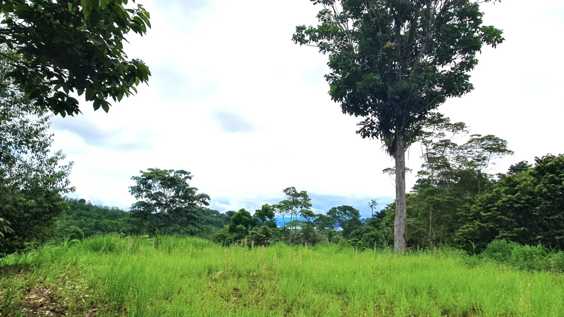 GULF VIEW PROPERTY IN PUERTO JIMENEZ, COSTA RICA - main