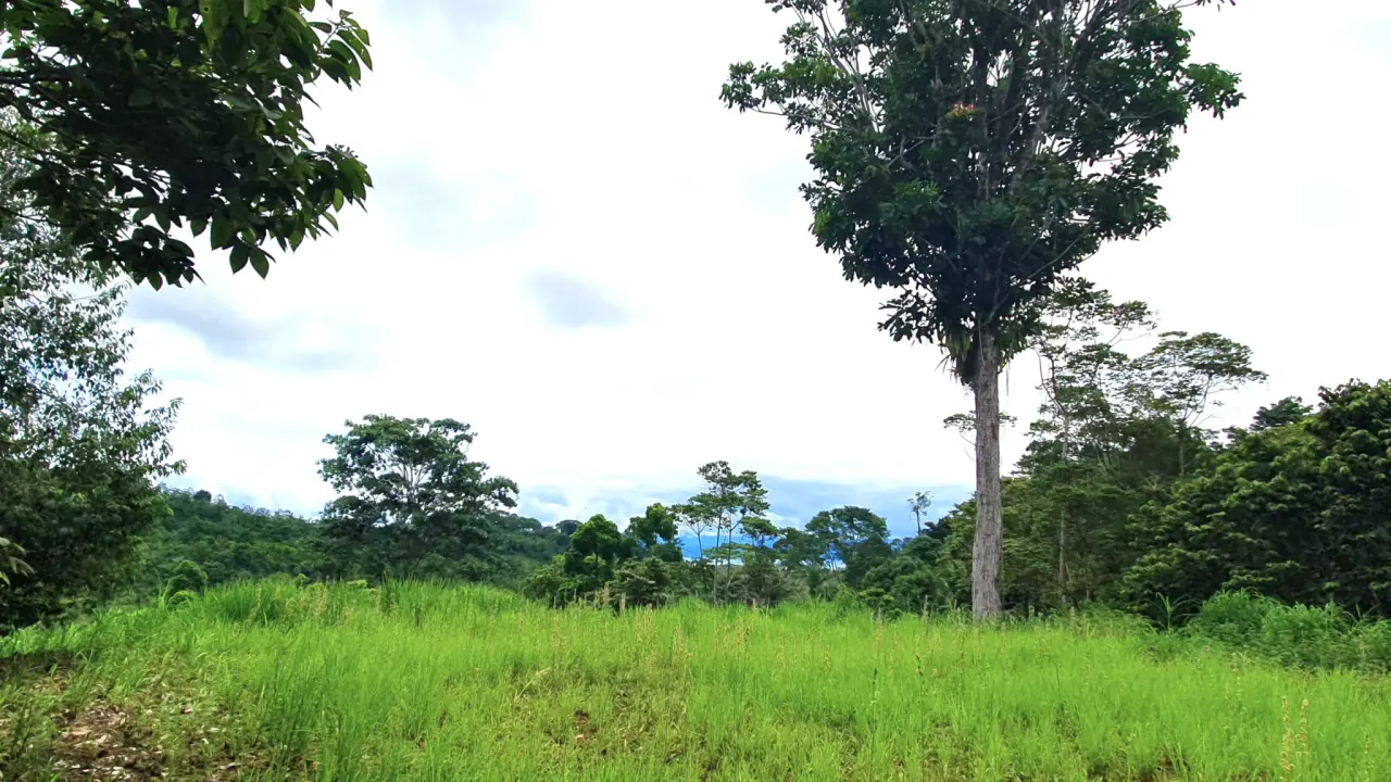 GULF VIEW PROPERTY IN PUERTO JIMENEZ, COSTA RICA - 1