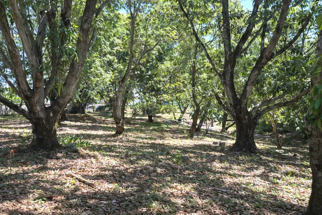 VENTA / Lote en Coyolar, Orotina: 1,312 m² con Frutales y Acceso a Ruta 27