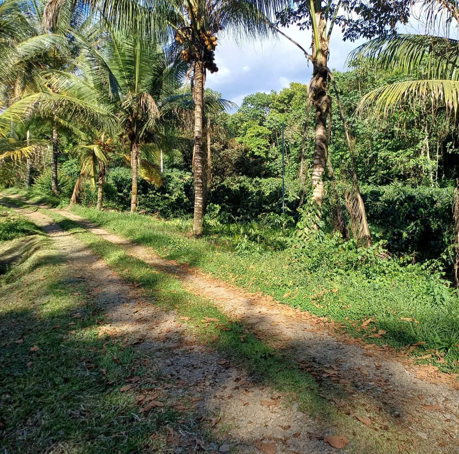 Investment Opportunity in Pérez Zeledón - main