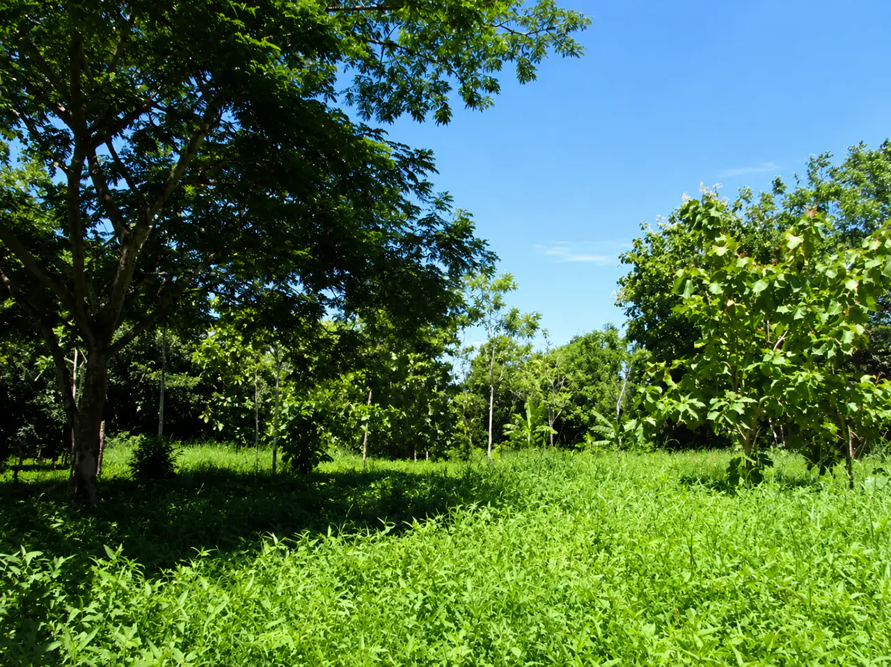 Excelente Lote de 1 Hectárea en Parrita – Oportunidad para Desarrollo Residencial - 3