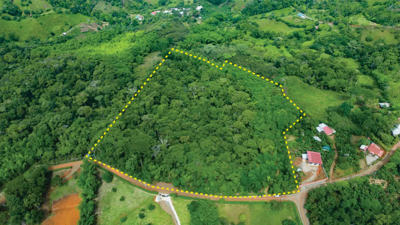 BAMBOO & FOREST PROPERTY IN PEREZ ZELEDON, COSTA RICA - 2