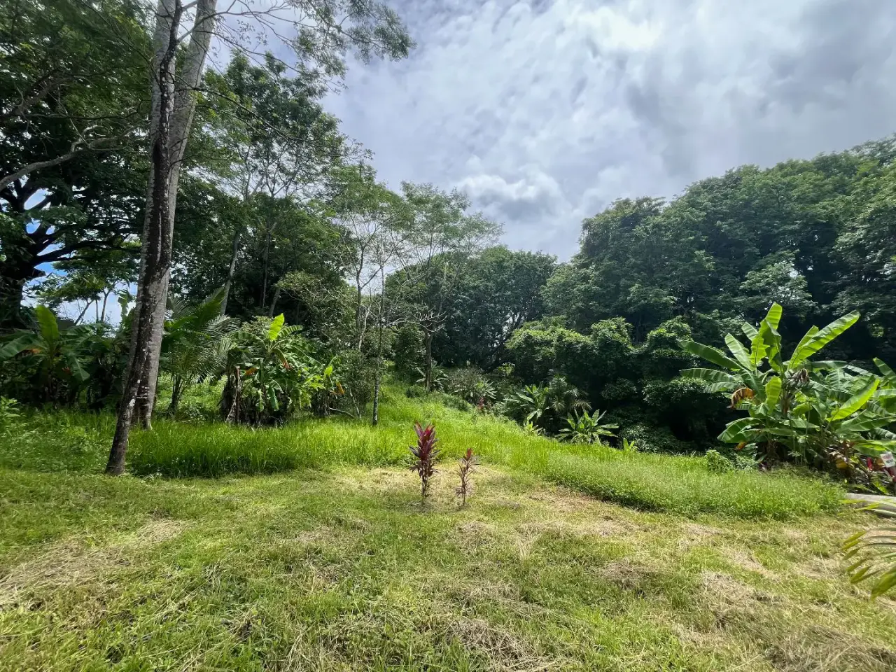 Dream Property in Delicias 7,100m² of Lush Land with Creek & Fruit Trees – Minutes from Santa Teresa - 2