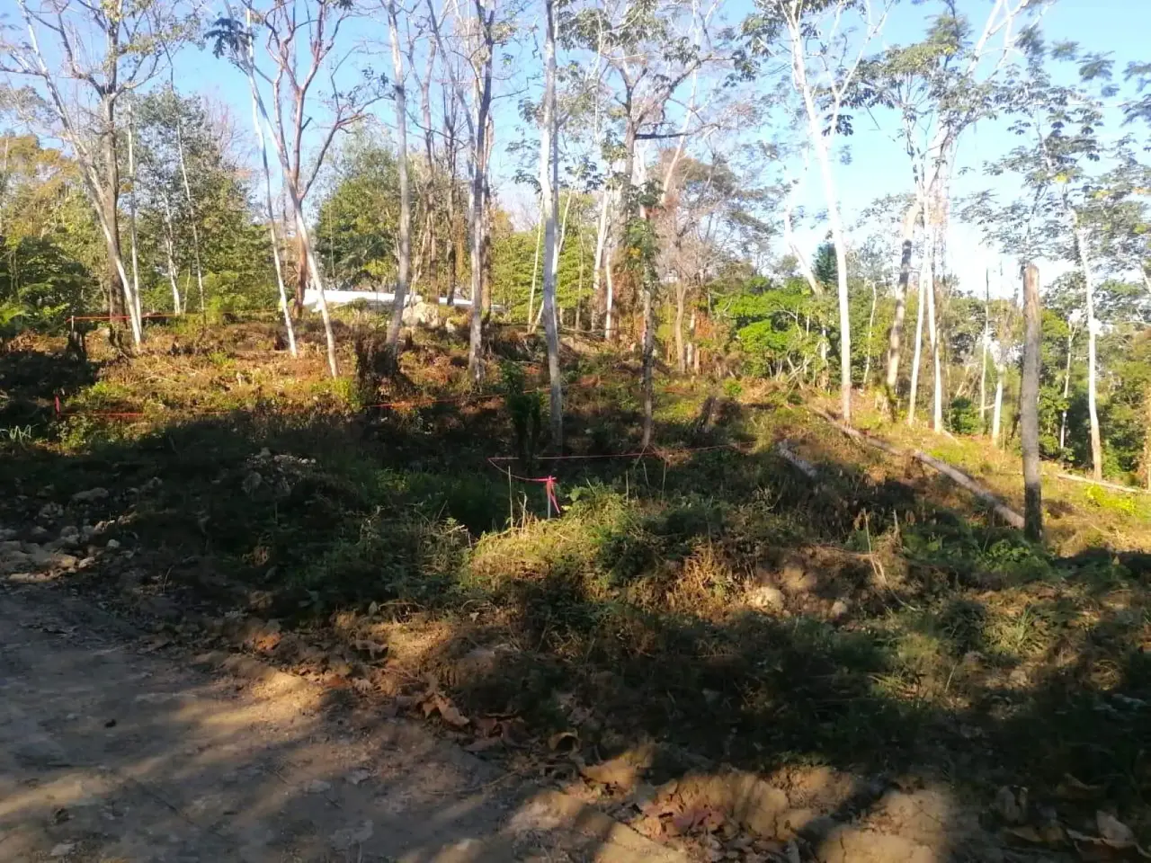 Serene & Buildable Jungle Lot in Santa Teresa – Nature at Your Doorstep - 2