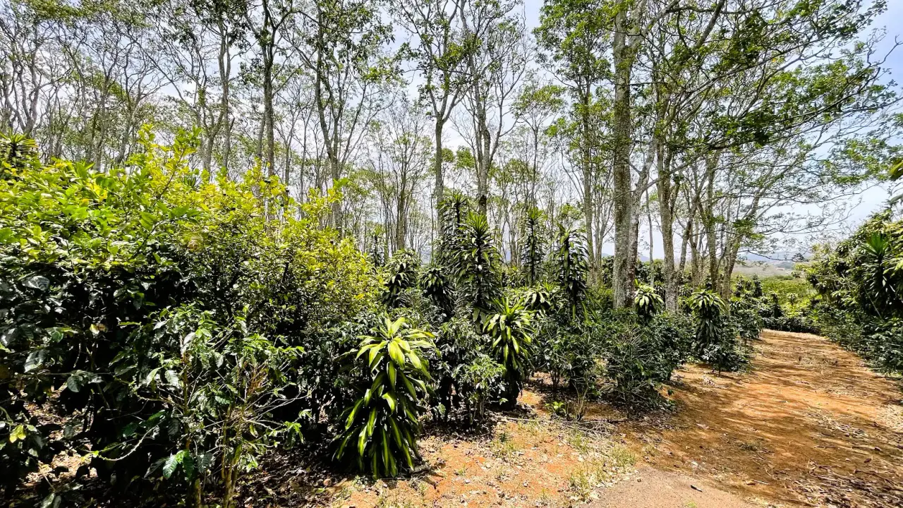 LOT FOR SALE IN SAN ISIDRO, SAN RAMON - 3