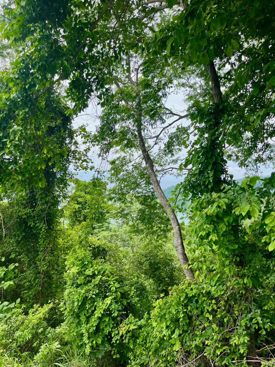 Stunning Ocean & Mountian View Land in Tambor  in a Gated Community and Minutes from the Ocean  - 3