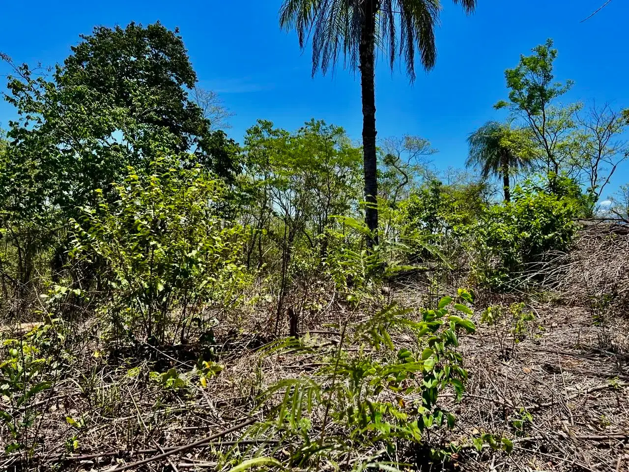 Prime Development Land Overlooking Carara Reserve & Tárcoles River | 2 Hectares - 5