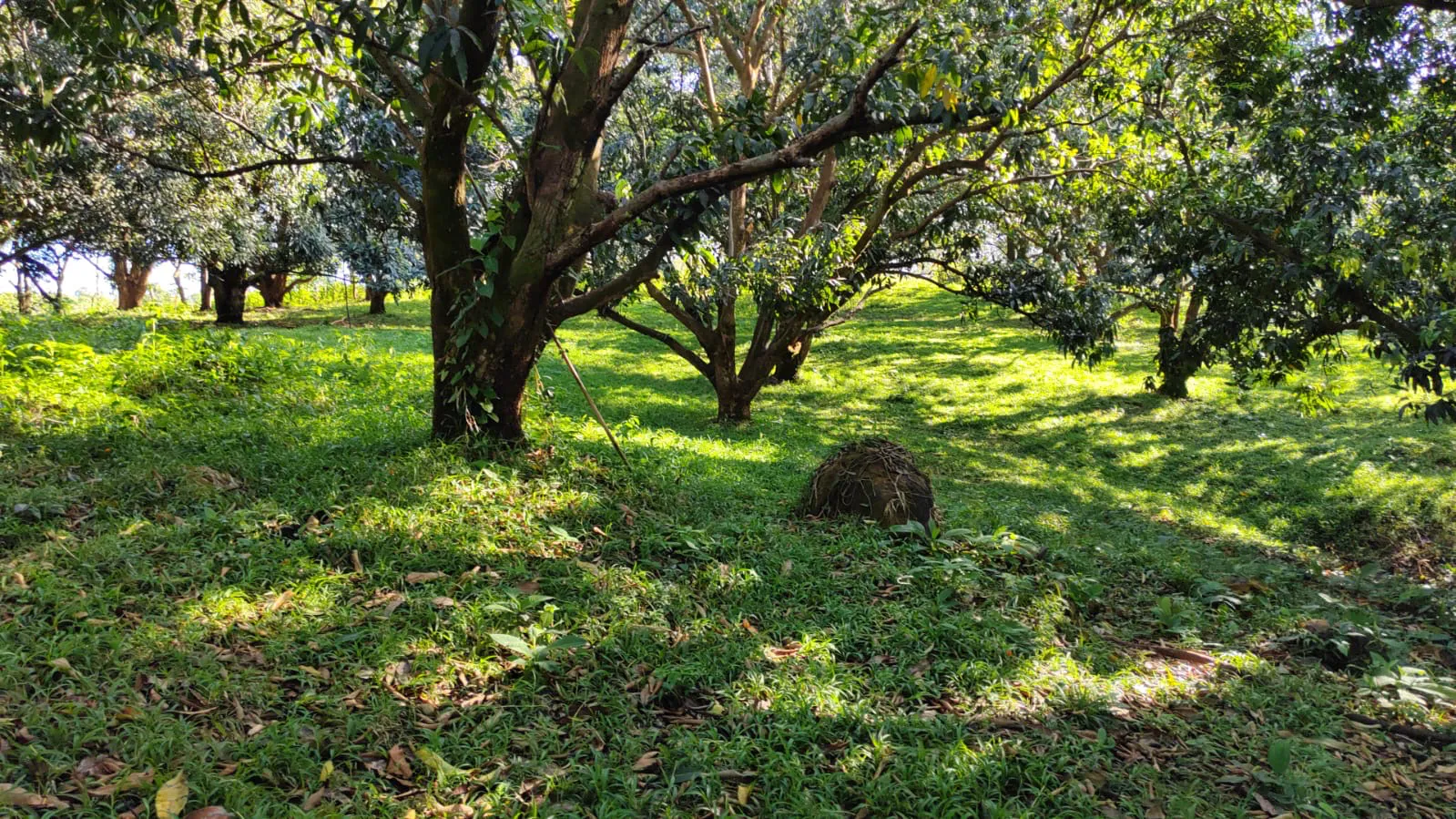 Lote de 22.679 m² con Producción de Mango — Jesús María de San Mateo, Alajuela - main
