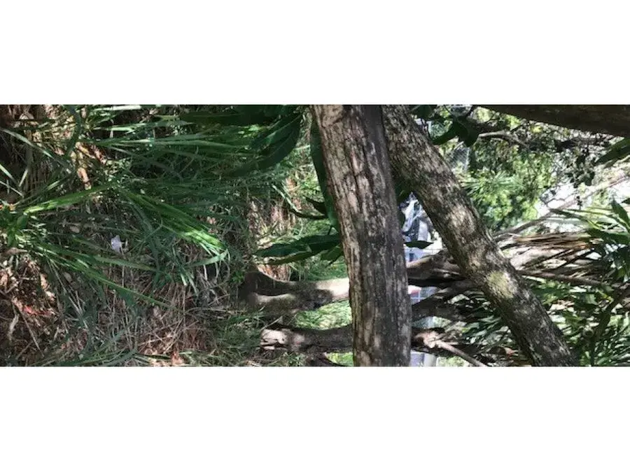 TERRENO, TERRENO MONTECITO, SANTA ANA SALITRAL ST - 1