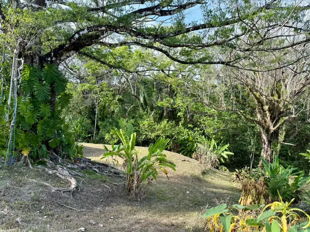 Jungle Lot 1,494 m² in Delicias with Container Storage & Home Potential | 15 Min to Playa Carmen - 4