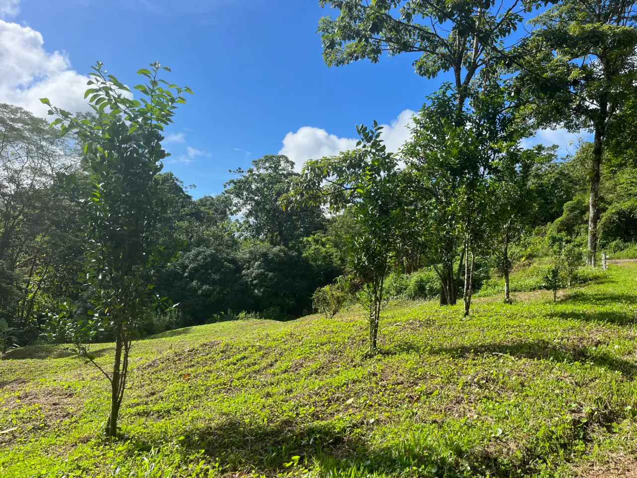 Espectacular Finca Ecológica de Montaña en Bijagual - 2