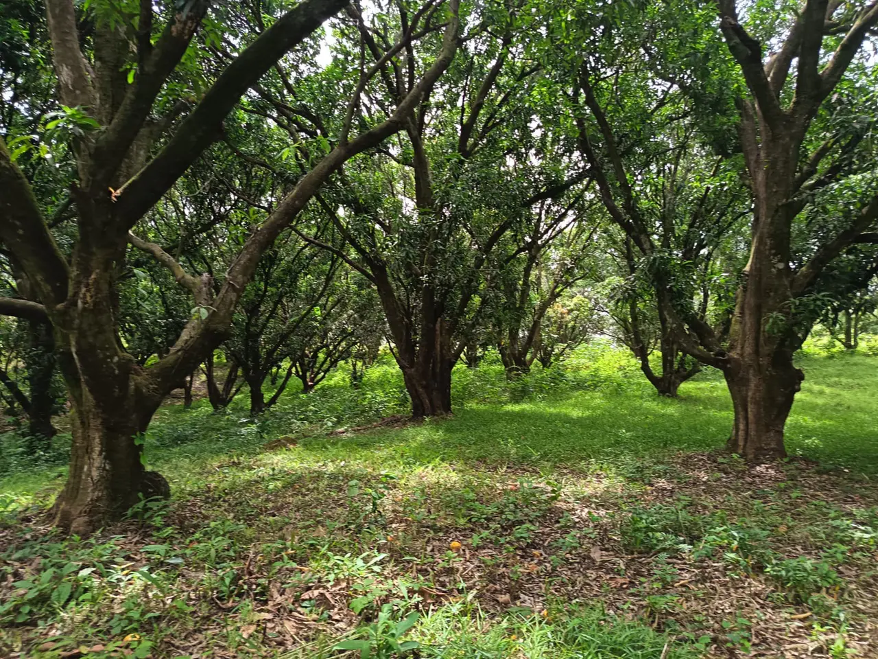Lote de 22.679 m² con Producción de Mango — Jesús María de San Mateo, Alajuela - 2
