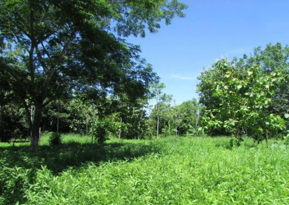 Unique Opportunity: 10.5 Hectare Extensive Land in Palo Seco, Parrita, with Main Road Access - 4