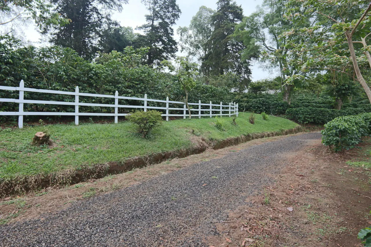 En venta: Finca de café premium con beneficio y gran potencial turístico - 3