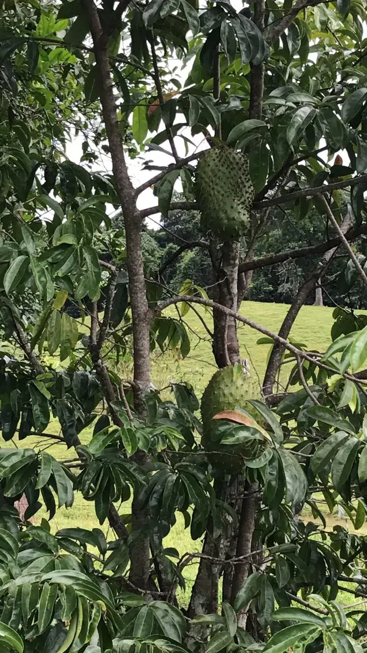 Amplio terreno agrícola y ganadero de 83 hectáreas en Sarapiquí, Heredia - 2