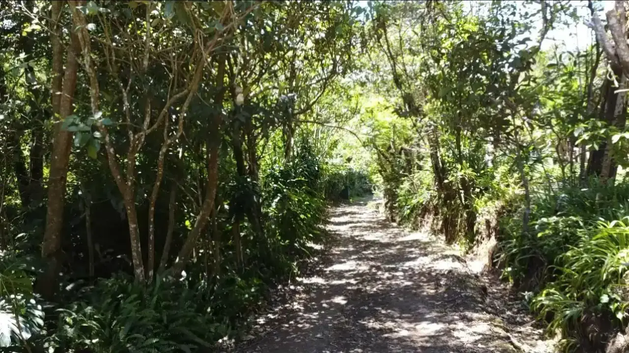 Private Nature Retreat in Heredia | 10,830 m² of Forest, Fresh Mountain Climate & Endless Potential - 1