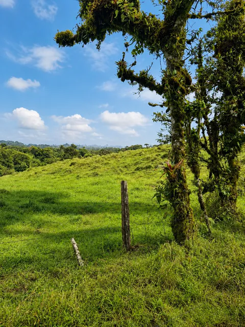 Expansive Agricultural Farm in Parcelas de Zapotal, San Ramón, Alajuela