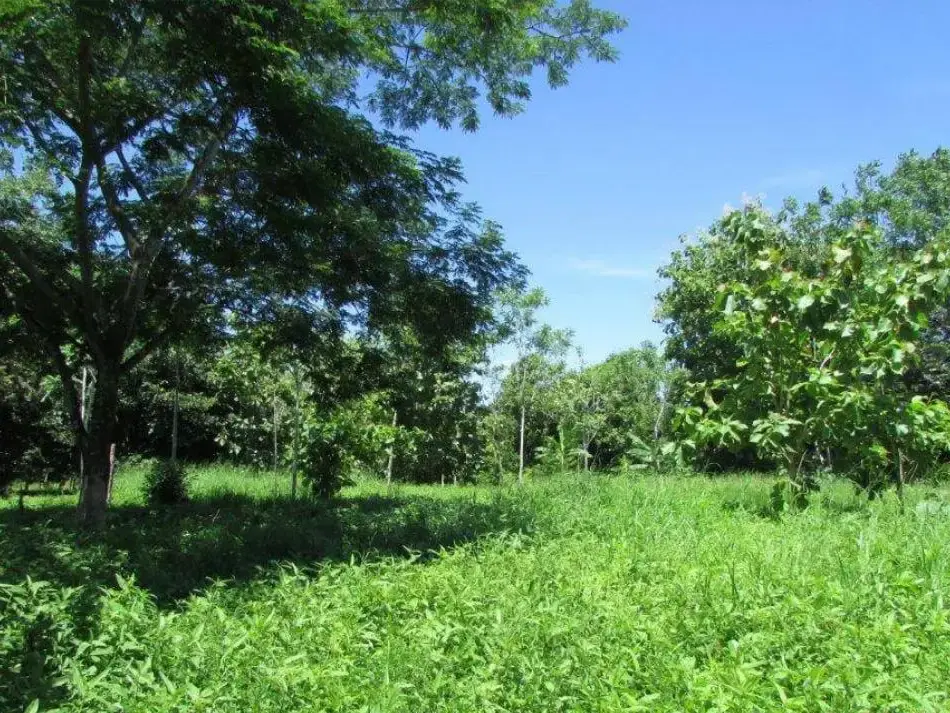 Más de 1 Hectárea en Venta en Parrita – Ideal para Urbanización Residencial - 4