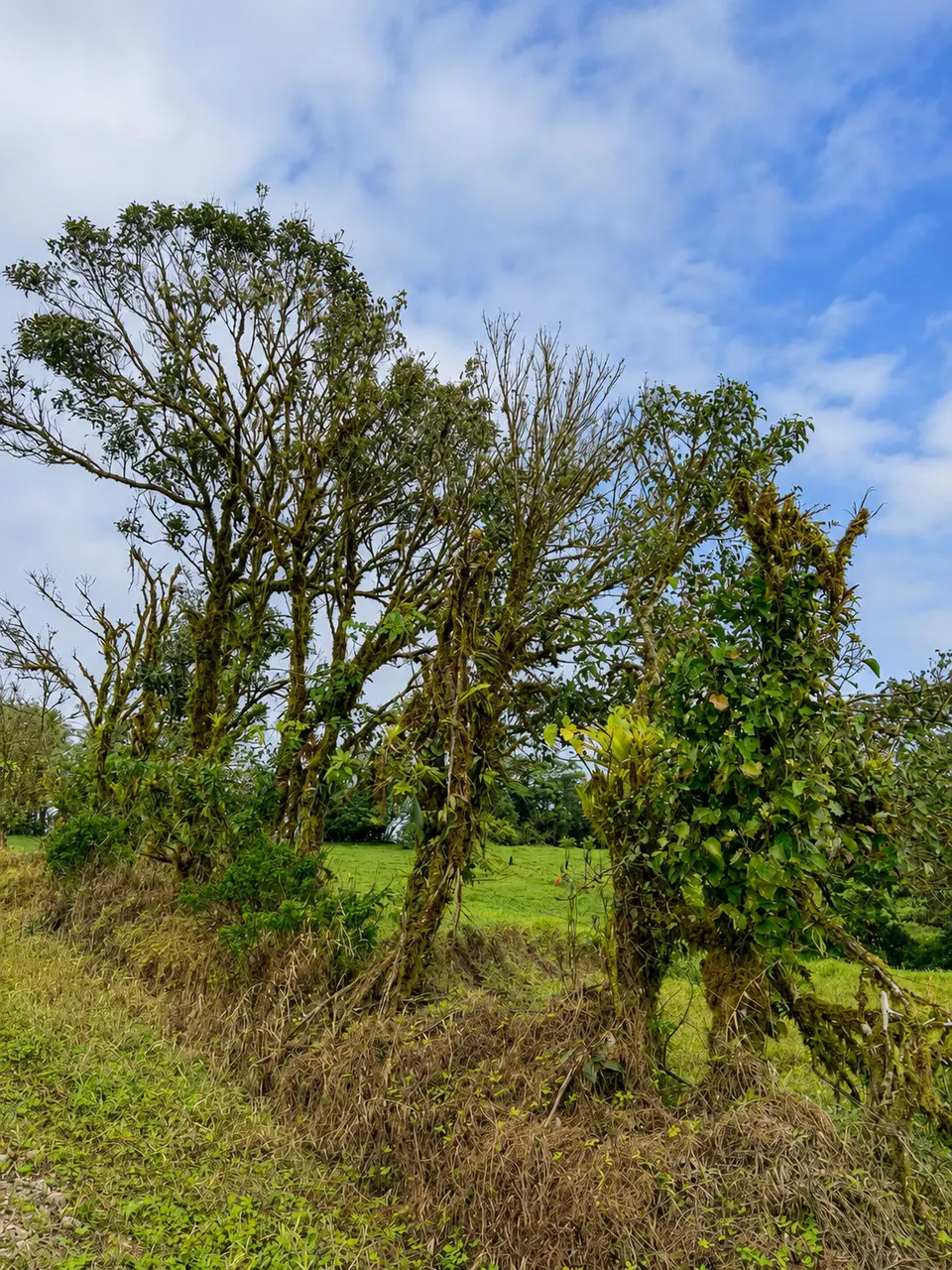 Expansive Agricultural Farm in Parcelas de Zapotal, San Ramón, Alajuela - 2