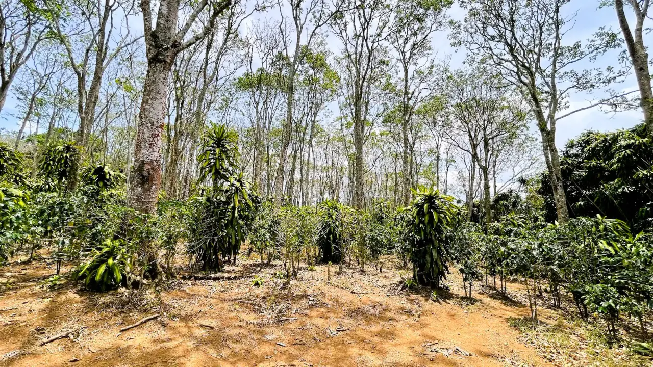LAND FOR SALE IN SAN ISIDRO, SAN RAMON - 1
