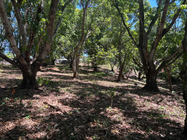 VENTA / Lote en Coyolar, Orotina: 1,312 m² con Frutales y Acceso a Ruta 27