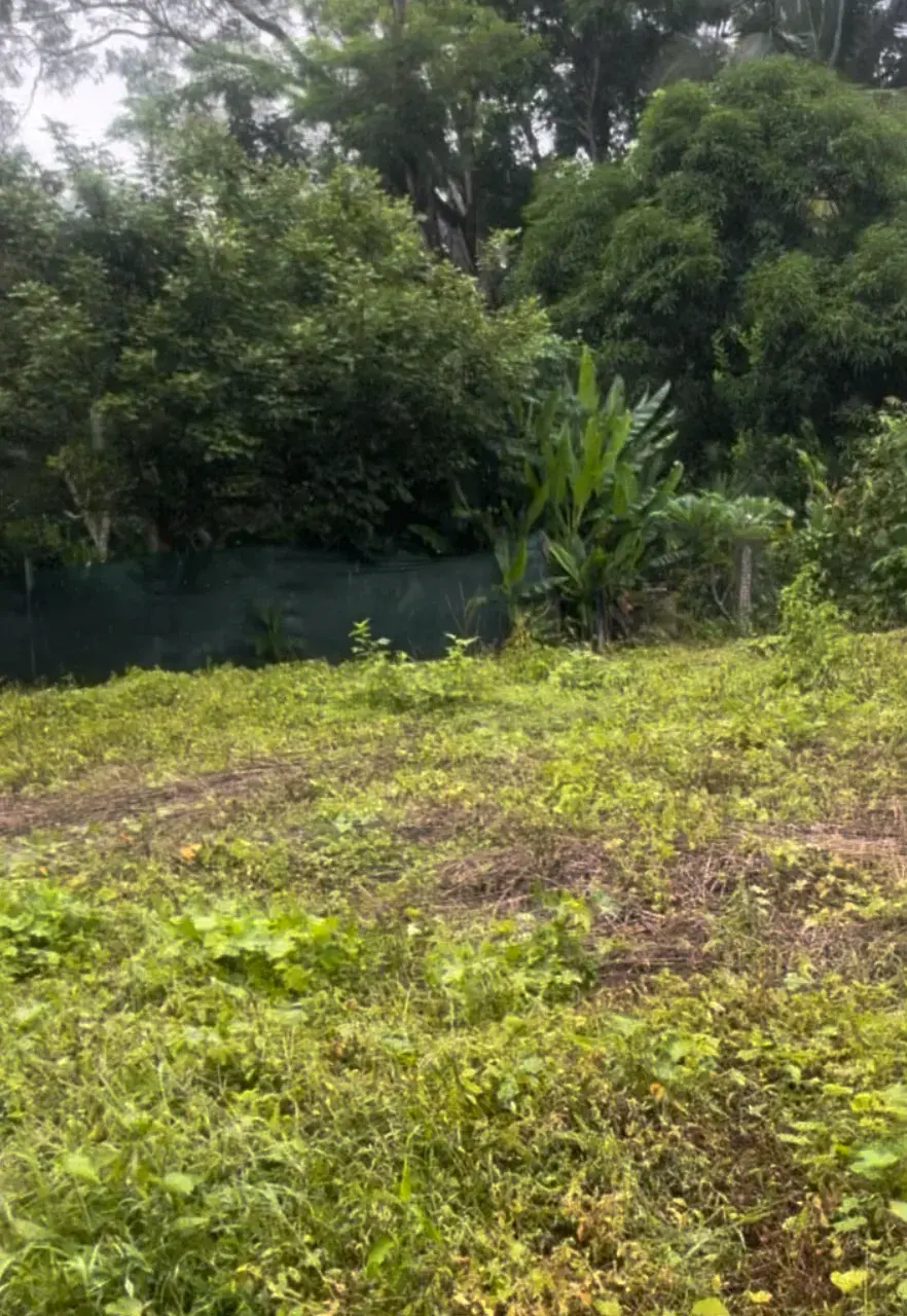 345 m² LOT FOR SALE IN MANZANILLO – NEAR SANTA TERESA & PLAYA HERMOSA and Minutes to the beach - 1